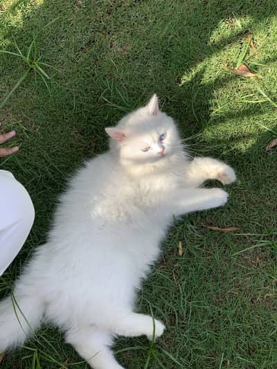 Cat selling n purchasing