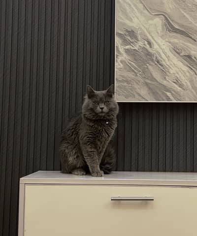 Persian Cat 12 months age