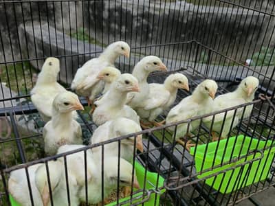 HEERA ASEEL BREEDER FEMALES | WHITE SHAMO CHICKS