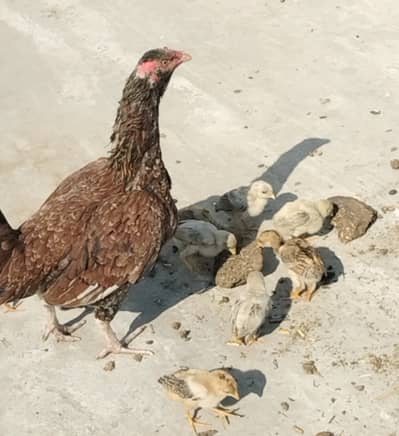 Aseel chozy for sale 500 pr pec