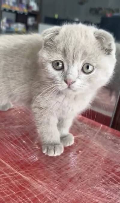 Scottish fold kittens