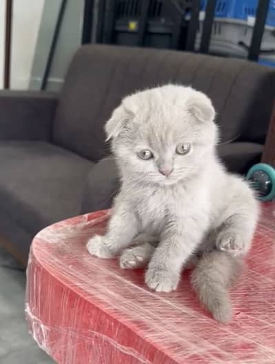Scottish fold kittens