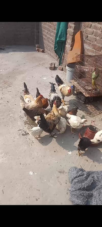 4 adit murgy ha Jo mana sale karnataka ha gr ka pala hova ha