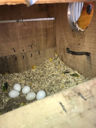 Sunconure chicks and eggs
