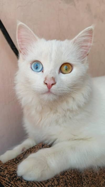 Persian Cat Long Hairs