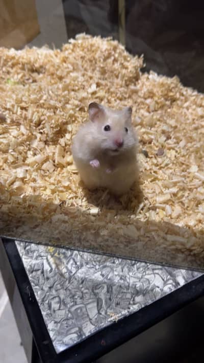 hamster 5 months age  male
