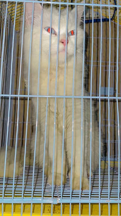 Persian cat
