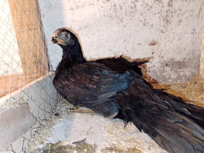 parrot beak Black feMale