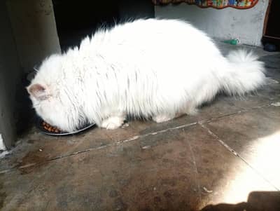 persion cat . . stad male . . punch face. . double coat