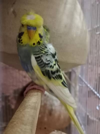 ALBINO REDEYE BLACKEYE LOTINO PASNATA PASTELINO