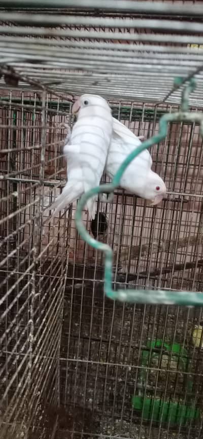 ALBINO REDEYE BLACKEYE LOTINO PASNATA PASTELINO