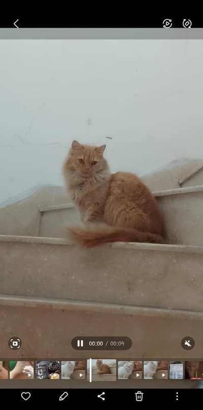 male Persian cat  for sale