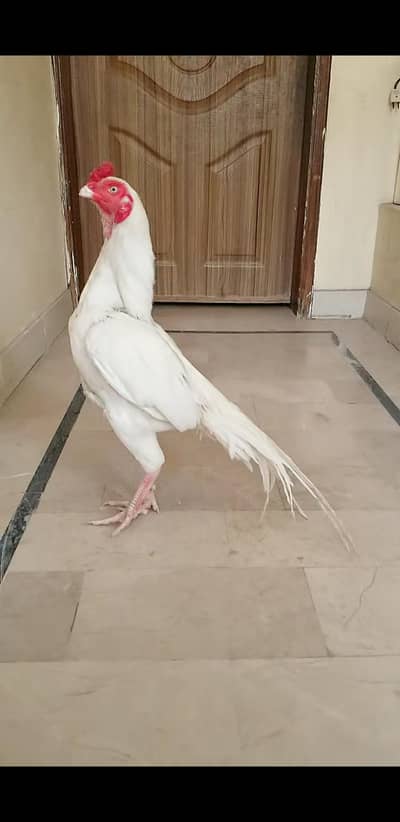 Top Quality Birds 03100024337