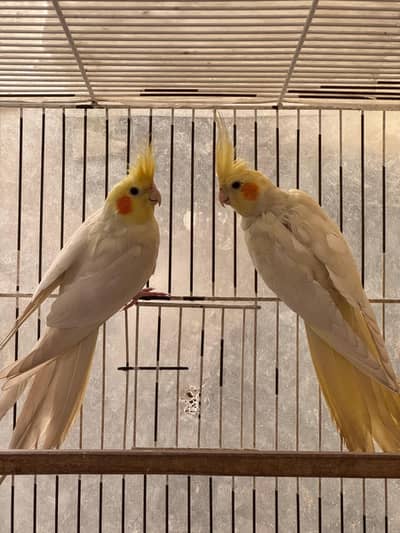 cocktail albino/common white