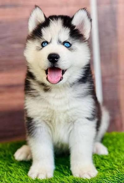 Siberian husky  wolly coat husky pups available for sale