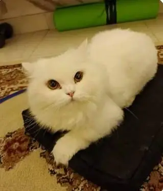Fluffy soft obedient Ginger brown colour Male Simba White Female Cat — photo 6