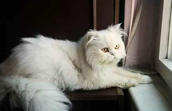 Fluffy soft obedient Ginger brown colour Male Simba White Female Cat — photo 7