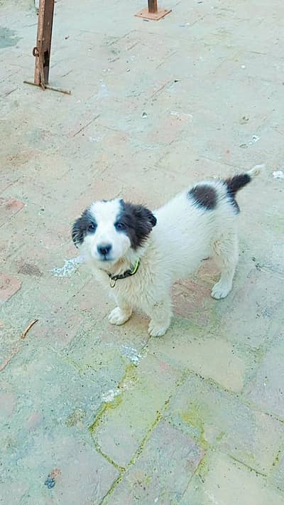 very cute wasroom treand