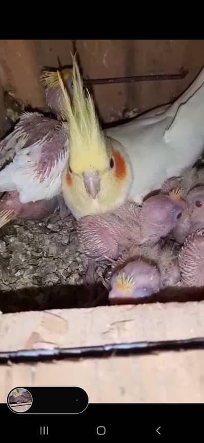 Cream, eno and vpied chicks available for sale