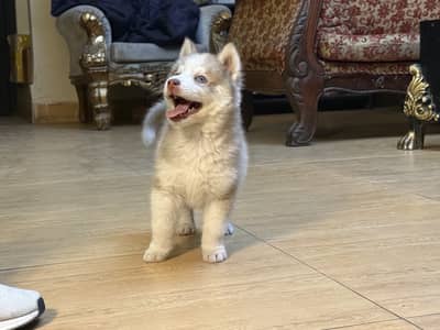 Male Puppy Available for a Loving Home