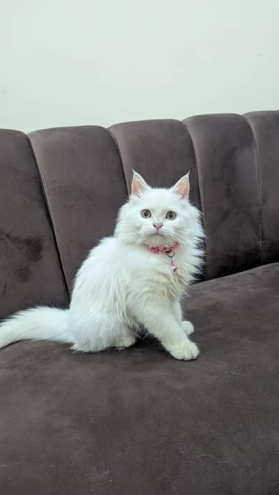 Need some who adopt her