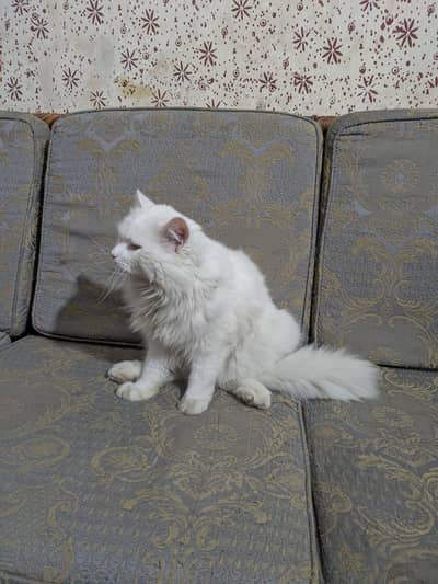 persian male cat