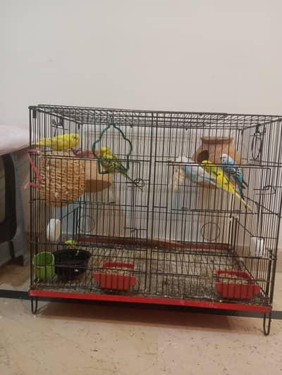 Cage with parrots. Full setup for sale