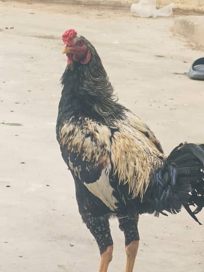 Asee Sindhil Black Jawa