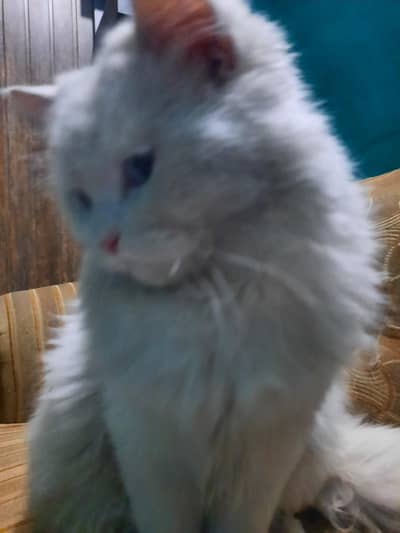 Blue Eyes Male cat for mating ( Not for Sale)