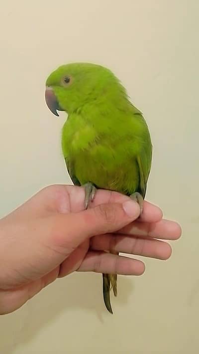 very beautiful parrot