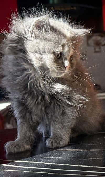 3 month kitten Gray color