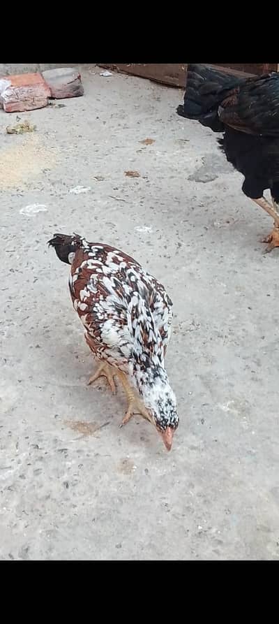 1 murgi 2 bachy for sall