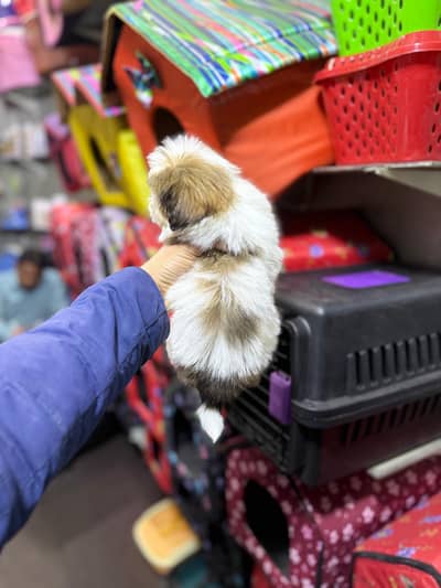 shizoo puppy available age 2 month full loving puppy