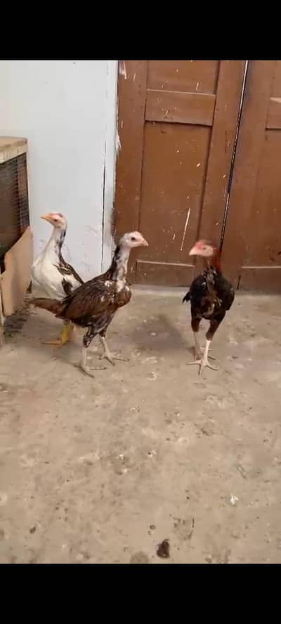 1 male 2 female age 3 month