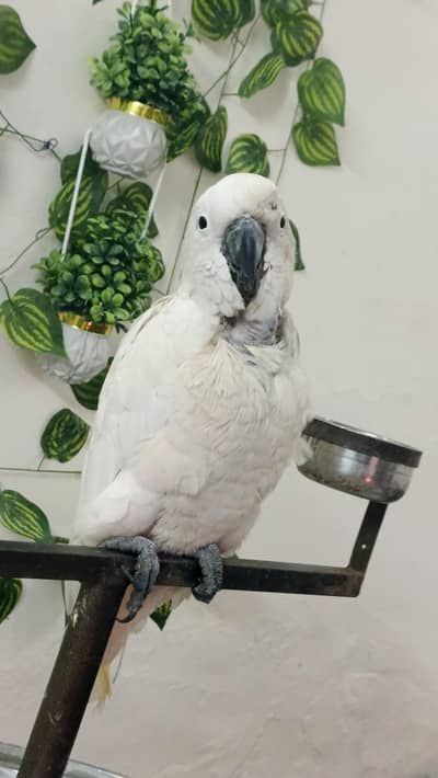 Moluccan cockatoo