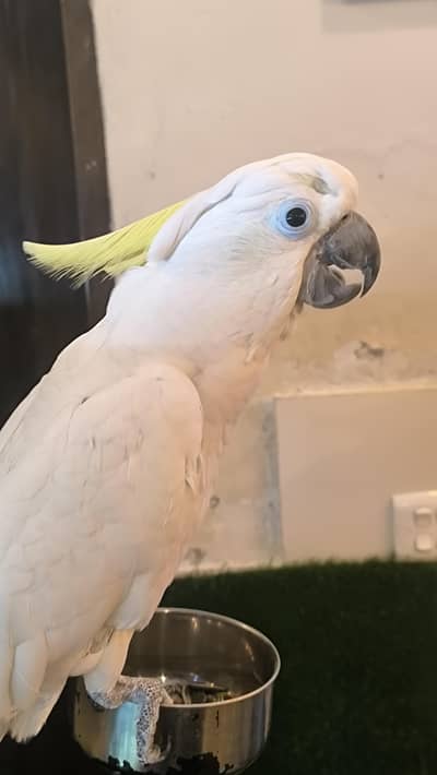 Fully Tamed Talking Cackatoo Parrot for Sale - Healthy, Talking Bird