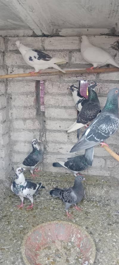 12 dabaz+nelly pigeon cheeks for sale in Gujranwala