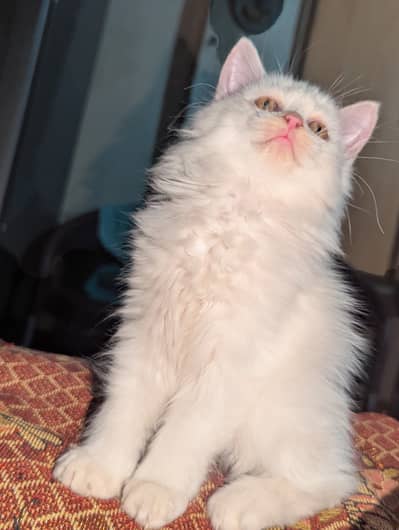 Persian Female cats available