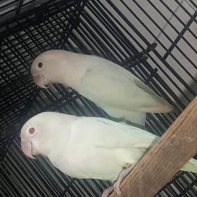 albino split male and red eyes female