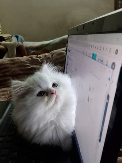 Adorable And Fluffy Male/female Persian Kitten Available