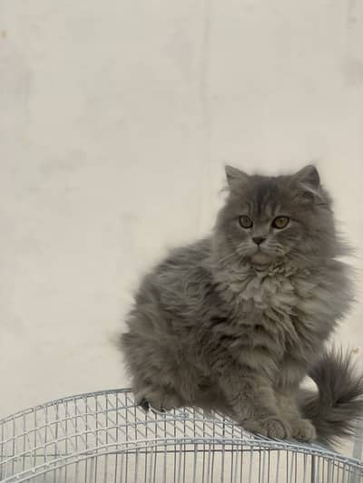 Greay Persian Female Cat
