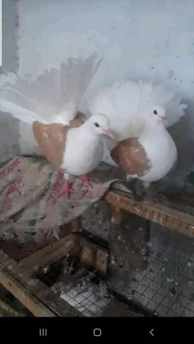 English yellow saddle fantail pigeon