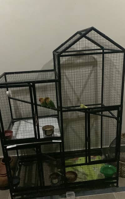 Australian parrots with cage