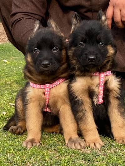 German Shepherd long code pair for sale