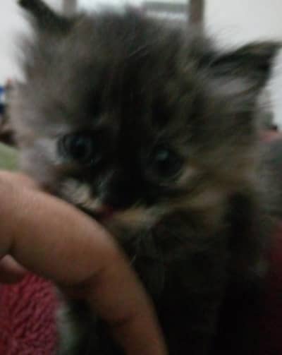 beautiful Persian cat available