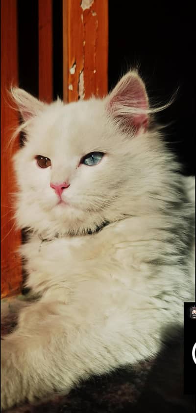 Persian Male Cat