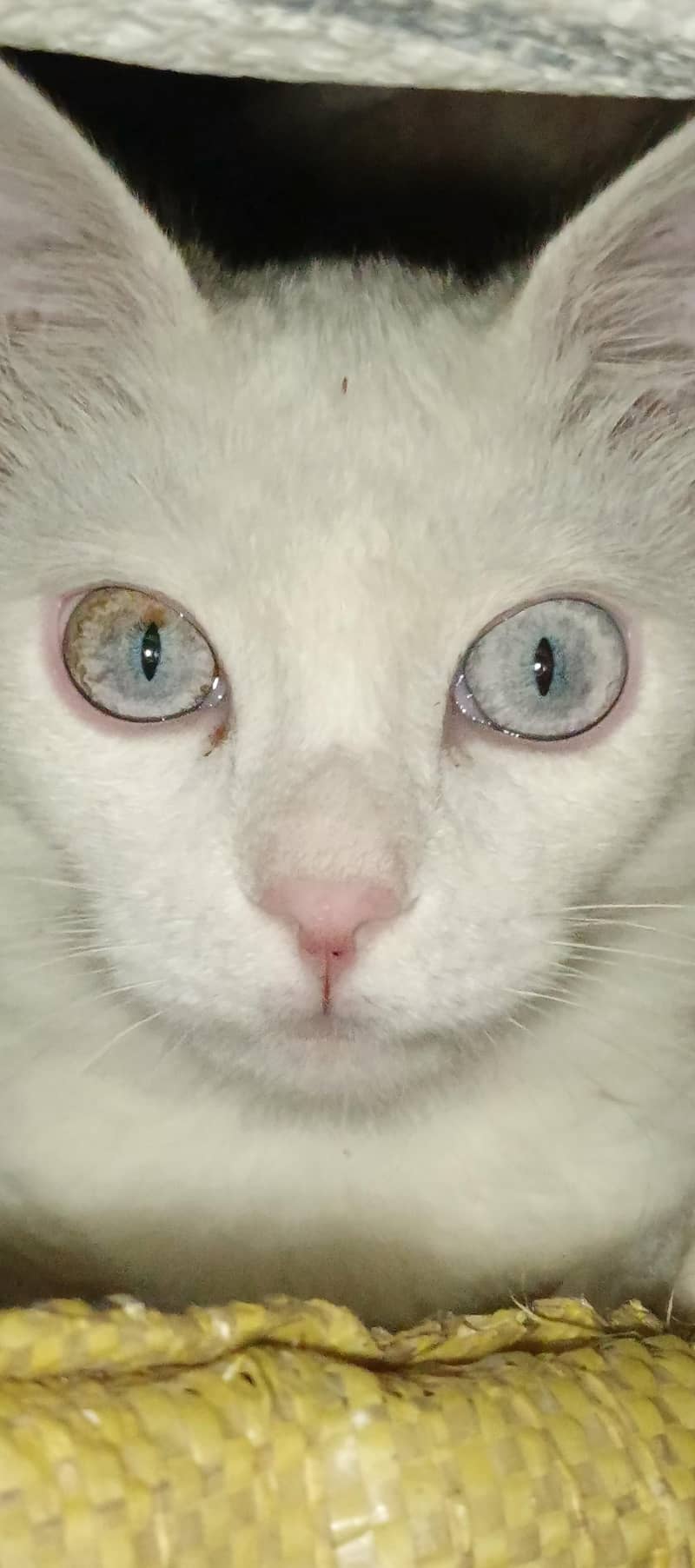 my cat 0