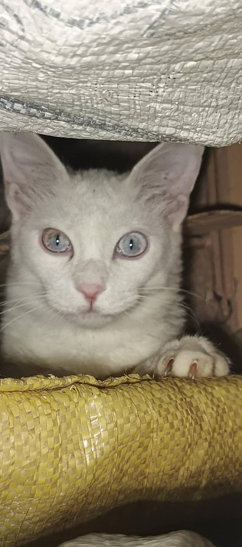 my cat 1