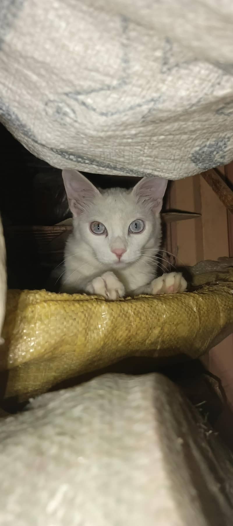 my cat 2