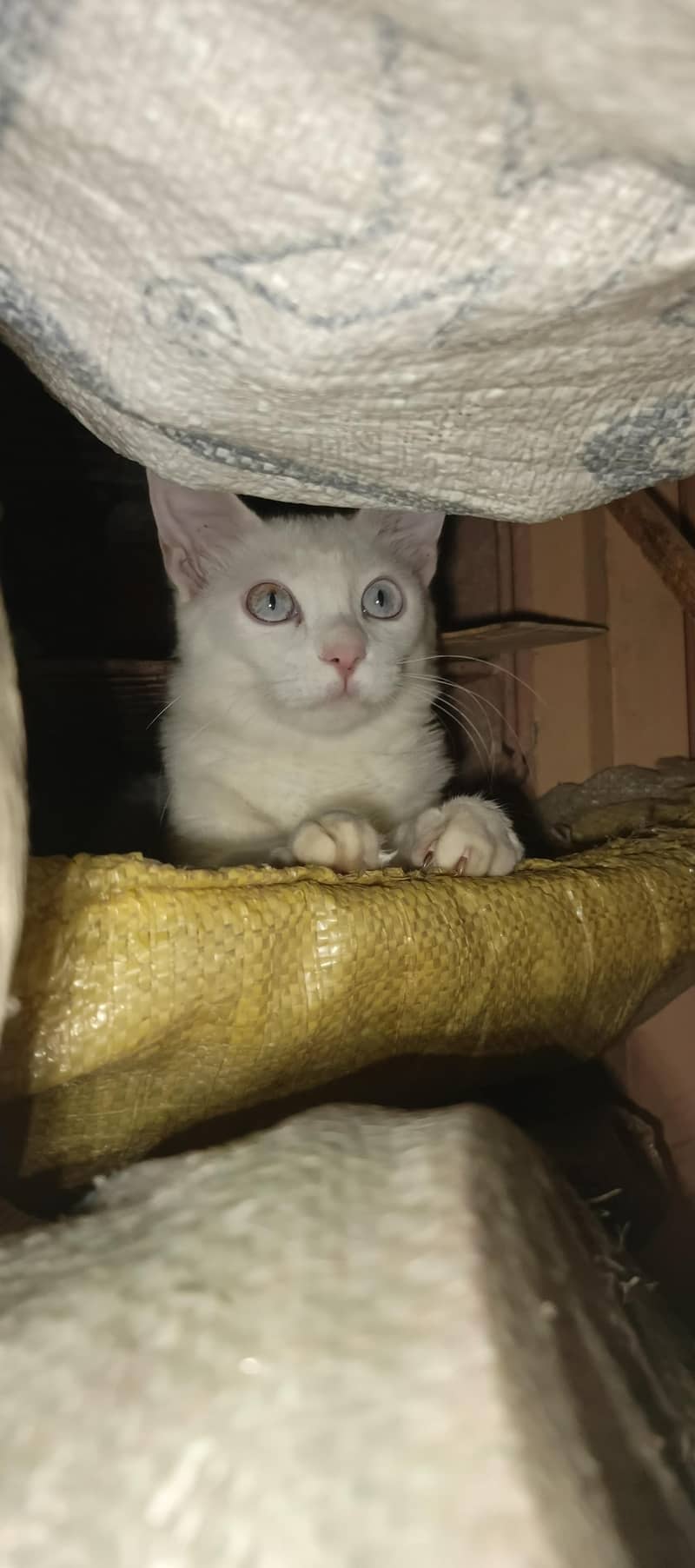 my cat 3